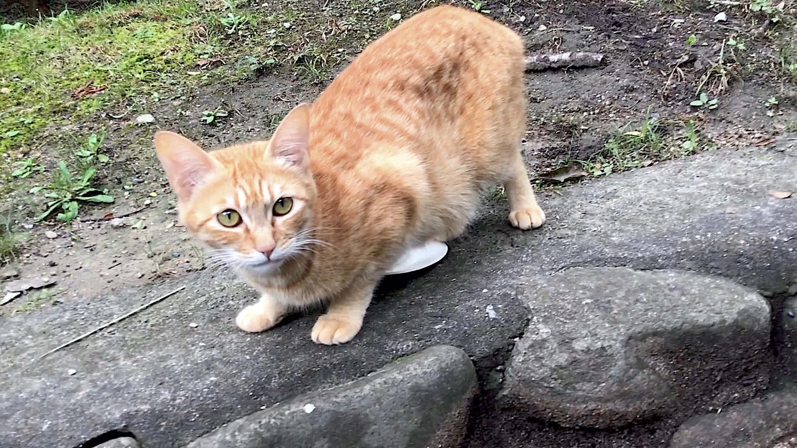 A cute orange tabby kitten I saw you on the promenade
