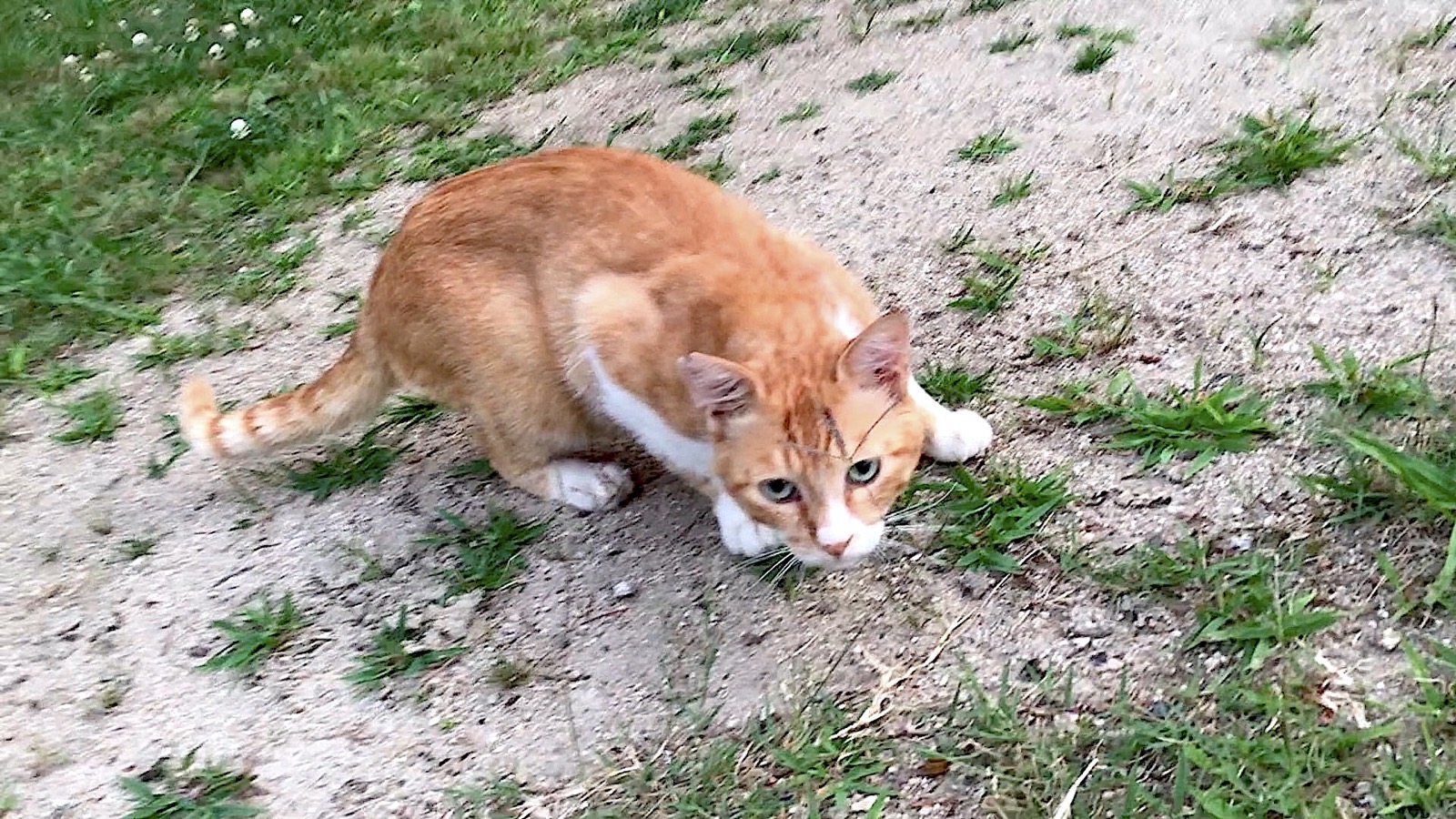 Kleine und schlanke braune getigerte Katze auf dem Baseballplatz