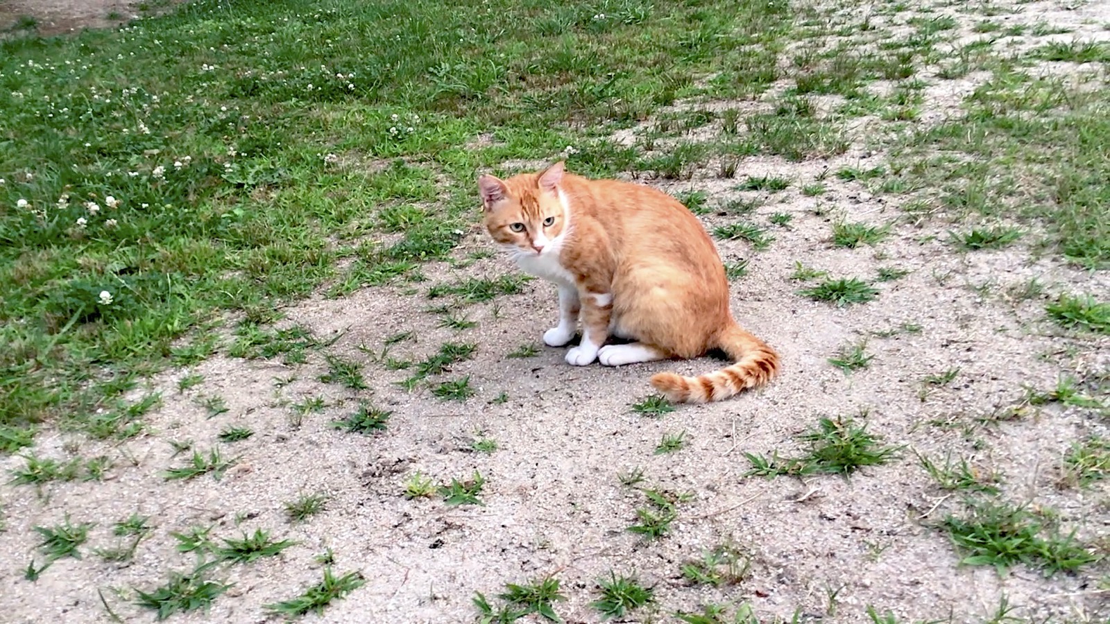 Little and slim orange ticked tabby cat on the baseball ground