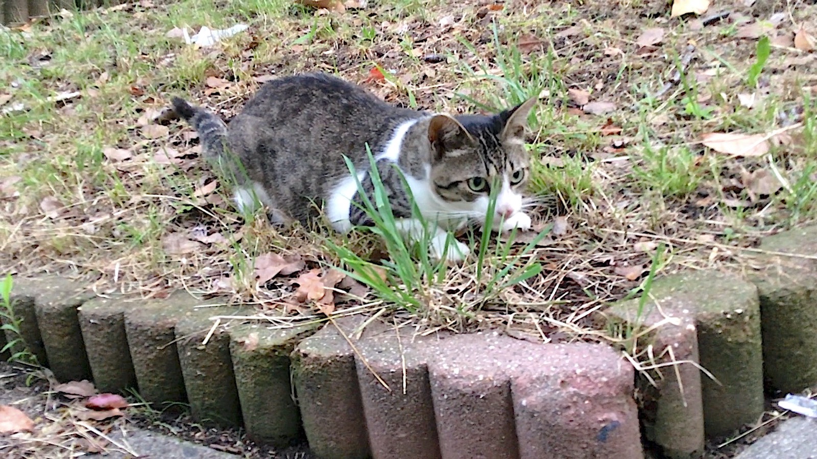 Niedliche schöne und schlanke weibliche grau getigerte Katze mit Smoking