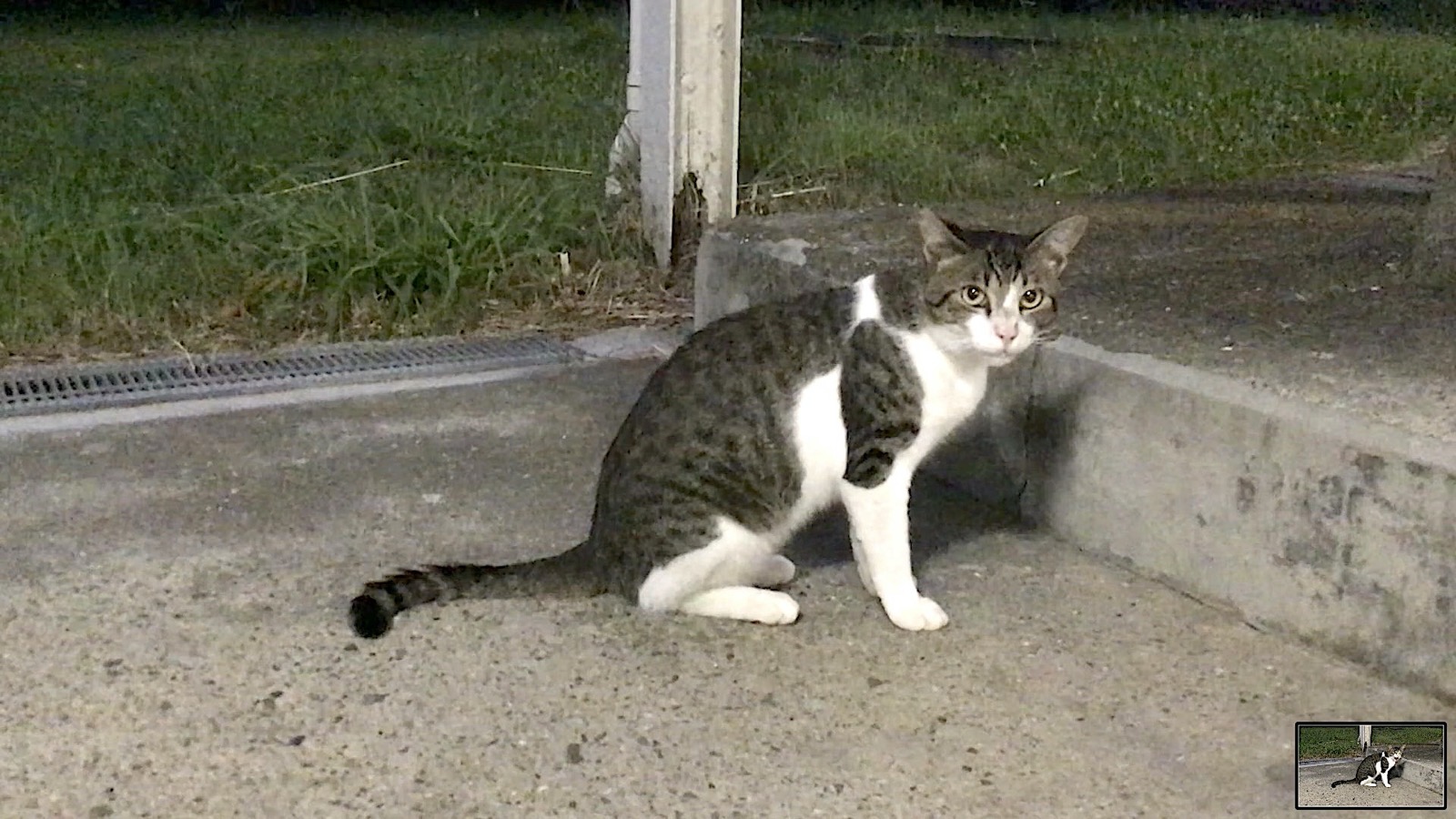 Niedliche weibliche grau getigerte Tuxedo Katze