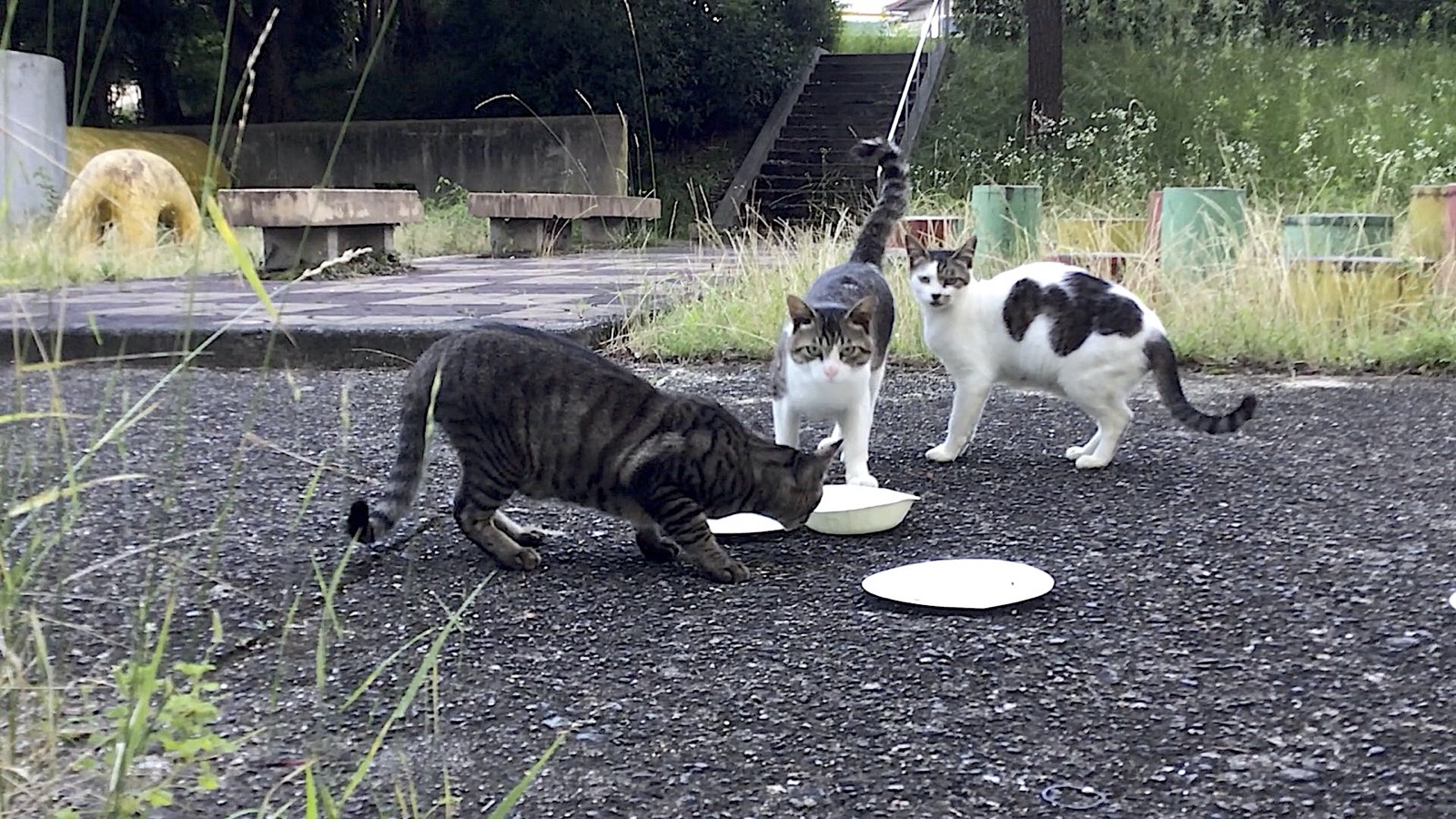 Three cats in the park near my home ate feed